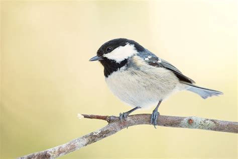 cole tits|Coal tit guide: how to identify, what they eat, and when theyre。